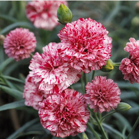 Neļķe 'Pinball Wizard'